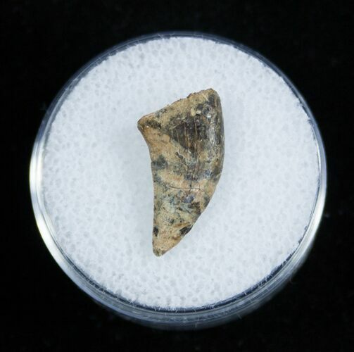 Inch Dromaeosaur/Raptor Tooth From Montana #2037